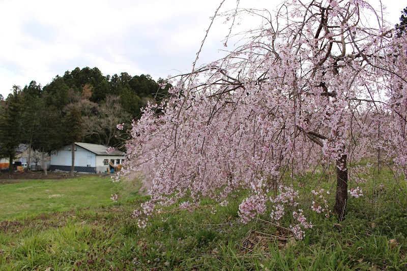 紫舘公園