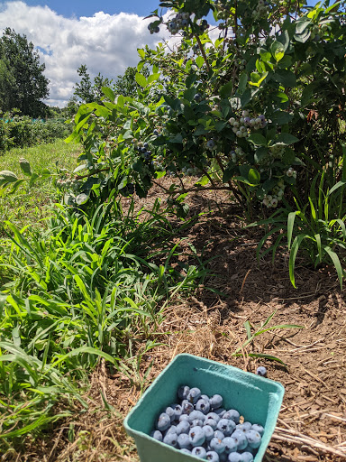 Orchard «Autumn Hills Orchard», reviews and photos, 495 Chicopee Row, Groton, MA 01450, USA