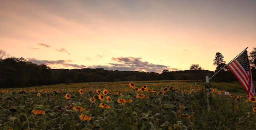 Tourist Attraction «Sussex County Sunflower Maze», reviews and photos, 101 Co Rd 645, Sandyston, NJ 07826, USA