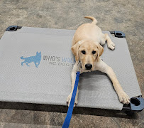 Who's Walking Who KC Dog Training - Photo 6 - Car repair in Olathe, KS, Overland Park