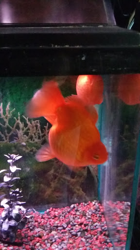 Pet Supply Store «Pets A Plenty», reviews and photos, 3925 NY-281, Cortland, NY 13045, USA