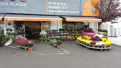 Hibiscus Fleurs à Nantes
