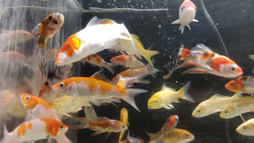 Tropical Fish Store «C K Fish World», reviews and photos, 410 N Azusa Ave, West Covina, CA 91791, USA