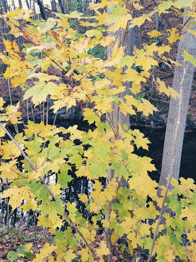 Park «Blackstone River State Park», reviews and photos, Lower River Rd, Lincoln, RI 02865, USA