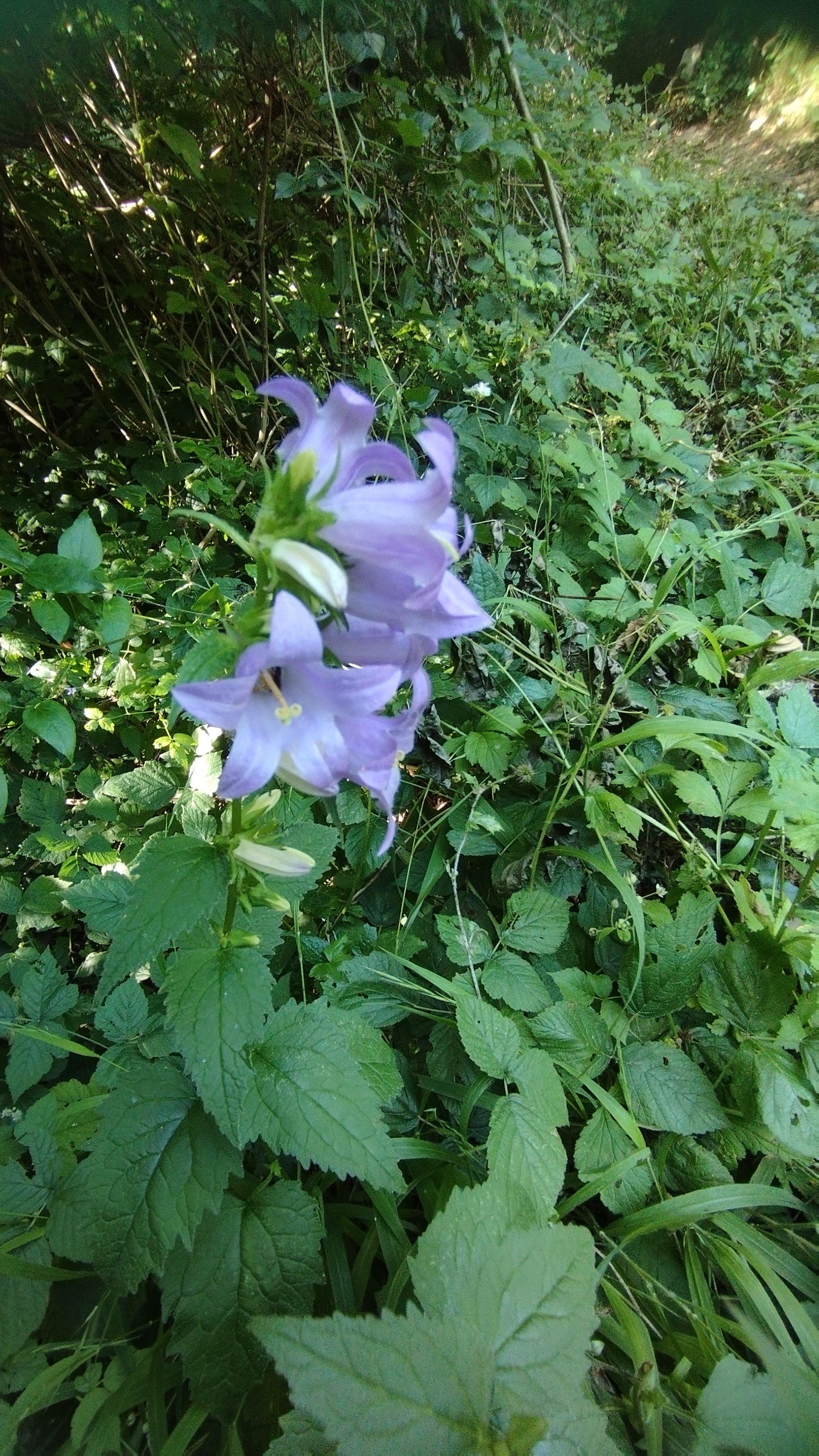 Photo n° 2 de l'avis de martine.a fait le 11/07/2023 à 19:15