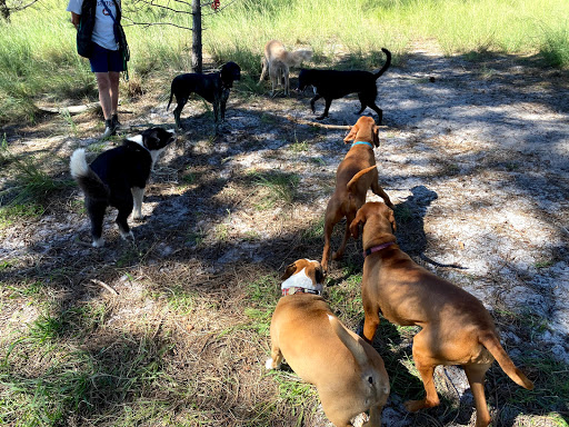 Eastern Suburbs Dog Training