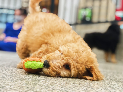 Pet Store «Animal Kingdom», reviews and photos, 4500 N Oracle Rd #254, Tucson, AZ 85705, USA