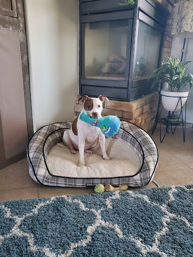 Department Store «Walmart Supercenter», reviews and photos, 4915 N Pima Rd, Scottsdale, AZ 85251, USA