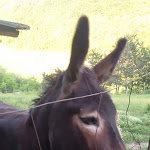 Photo n°5 de l'avis de MIRKO.A fait le 18/06/2018 à 05:34 sur le  Azienda Agricola ed Agrituristica Ridiano à Tredozio