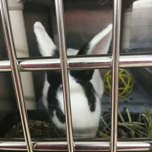 Pet Supply Store «PetSmart», reviews and photos, 5011 Grande Shops Ave, Medina, OH 44256, USA