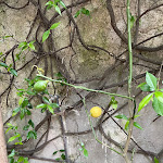 Photo n°9 de l'avis de Alysen.a fait le 16/05/2021 à 19:17 sur le  Pizzeria Donna Stella à Amalfi