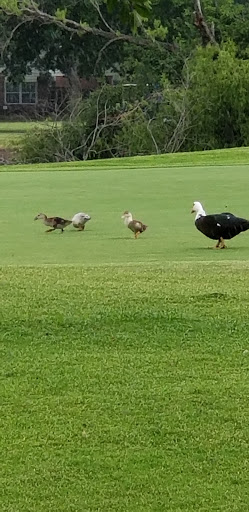 Golf Course «Sharpstown Country Club», reviews and photos, 6600 Harbor Town Dr, Houston, TX 77036, USA