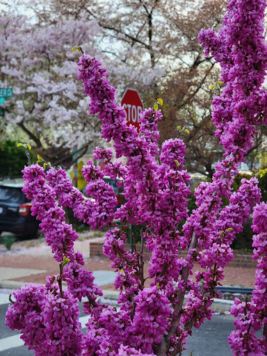 Park «Crispus Attucks Park», reviews and photos, 23 U St NW, Washington, DC 20001, USA