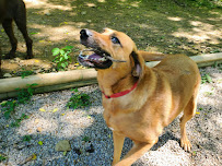 K9 Safari: Pet Sitting, Dog Boarding, Dog Walking and Pet services - Photo 8 - Car repair in Lexington, KY, Lexington