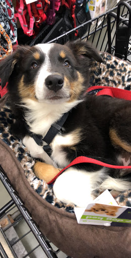 Pet Supply Store «Pet Supplies Plus», reviews and photos, 61 Irving Park Rd, Streamwood, IL 60107, USA