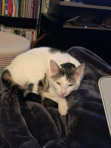 Pet Store «Fairmount Pet Shoppe», reviews and photos, 2024 Fairmount Ave, Philadelphia, PA 19130, USA