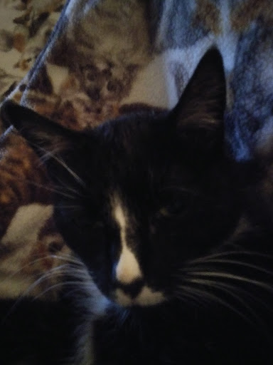 Pet Supply Store «PetSmart», reviews and photos, 351 N Frontage Rd, New London, CT 06320, USA