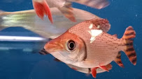 Tong's Tropical Fish & Pets - Photo 3 - Car repair in Fountain Valley, CA, Long Beach