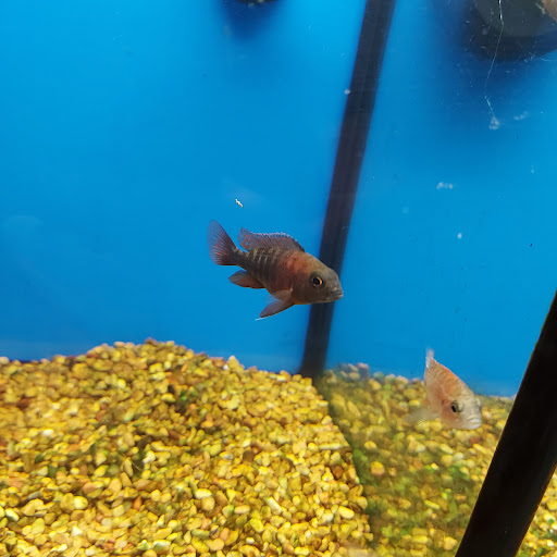 Pet Supply Store «Petco Animal Supplies», reviews and photos, 364 Randall Rd, South Elgin, IL 60177, USA