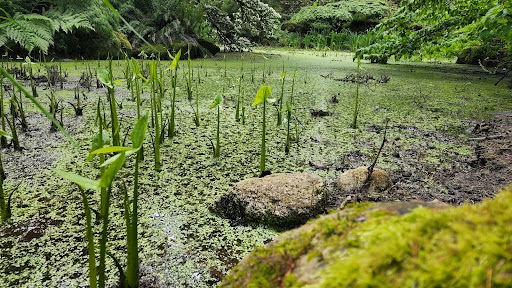 Botanical Garden «Rhododendron Species Botanical Garden», reviews and photos, 2525 S 336th St, Federal Way, WA 98003, USA