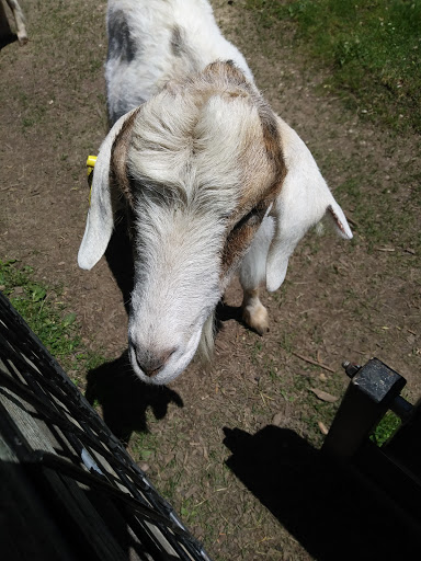 Park «Oxbow Park & Zollman Zoo», reviews and photos, 5731 County Rd 105 NW, Byron, MN 55920, USA