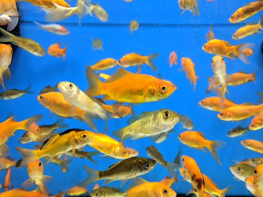 Pet Supply Store «Petco Animal Supplies», reviews and photos, 1800 E Franklin St #19, Chapel Hill, NC 27514, USA