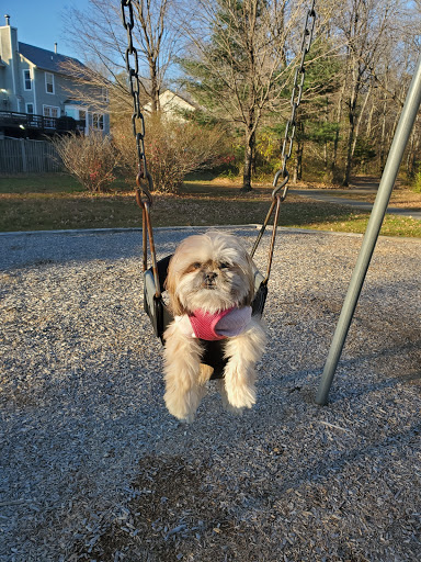 Pet Supply Store «PetSmart», reviews and photos, 12020 Cherry Hill Rd, Silver Spring, MD 20904, USA