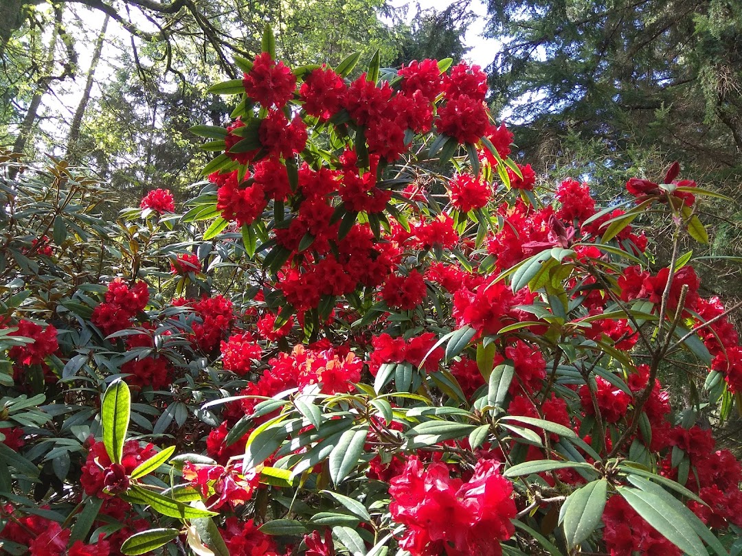 Point Defiance Rhododendron Garden