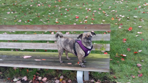 Park «New Brighton Park», reviews and photos, 3201 New Brighton Rd, Arden Hills, MN 55112, USA