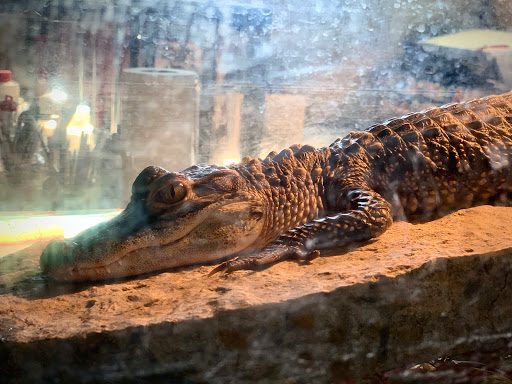 Explore simple hand tattoo ideas, creative tattoo ideas in Springfield, available at Triumph Tattoo