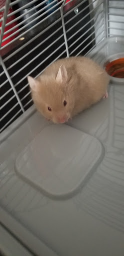 Pet Supply Store «Pet Supplies Plus», reviews and photos, 1240 Seminole Trail, Charlottesville, VA 22901, USA