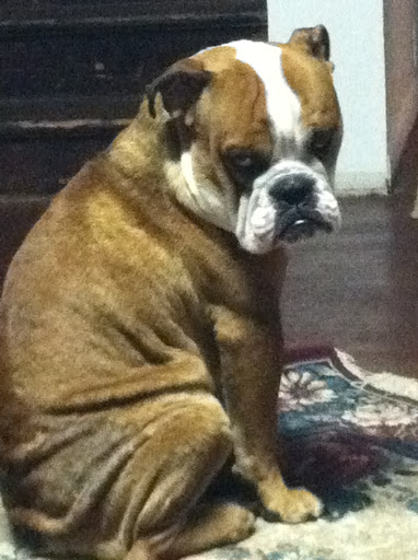 Thrift Store «Lucky Dog Clothing», reviews and photos, 8201 Greenwood Ave N, Seattle, WA 98103, USA