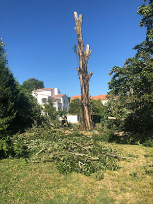 Entreprise SOULES Élagage à Bordères-sur-l'Échez