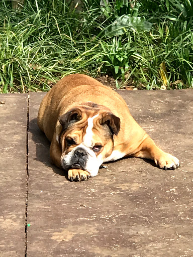 Orchards Veterinary Clinic image