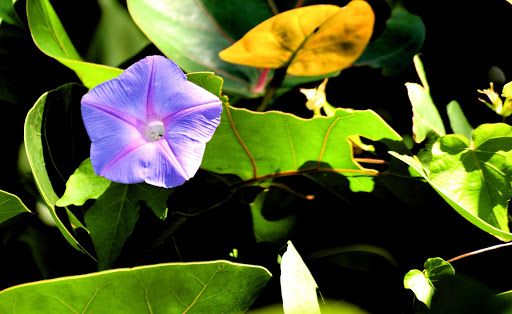 Wildlife Refuge «Ding Darling Wildlife Refuge», reviews and photos, 1 Wildlife Dr, Sanibel, FL 33957, USA