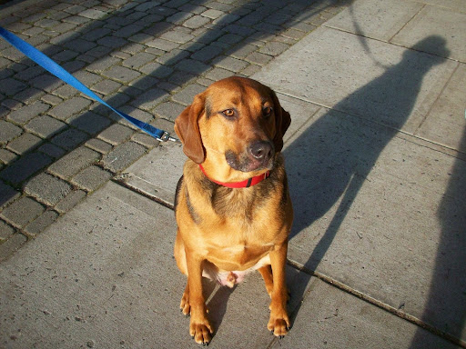 Boutique «Ocean Grove Pet Boutique», reviews and photos, 60 Main Ave, Ocean Grove, NJ 07756, USA