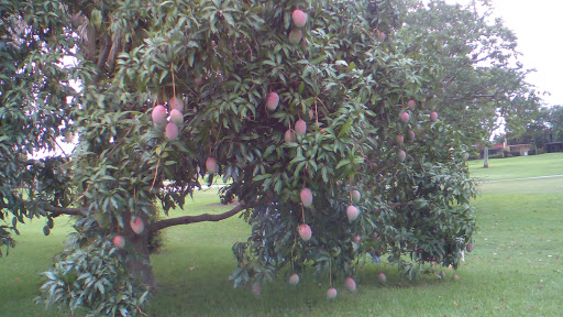 Country Club «Country Club of Miami», reviews and photos, 6801 NW 186th St, Hialeah, FL 33015, USA