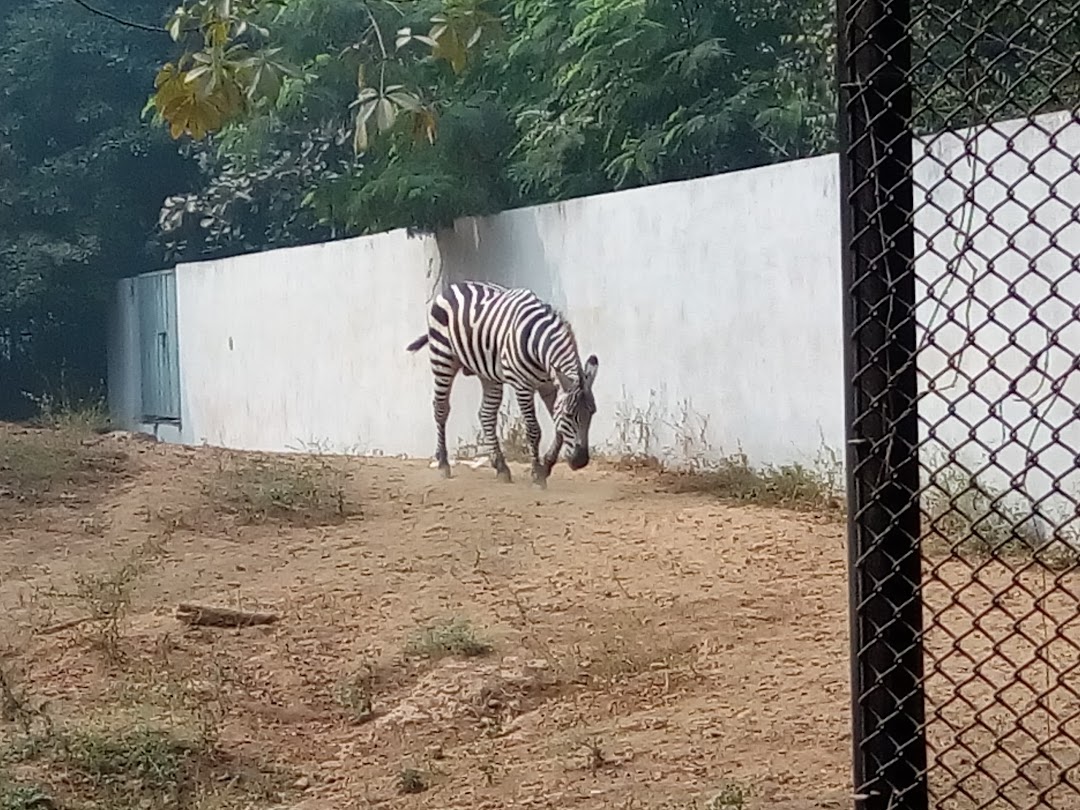 Zebra Cage