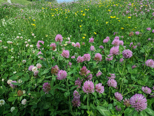 Park «Fisher Hill Reservoir Park», reviews and photos, 78-144 Fisher Ave, Brookline, MA 02445, USA