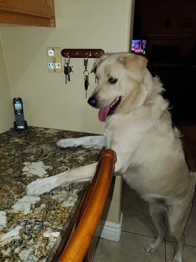 Pet Supply Store «PetSmart», reviews and photos, 7290 W Bell Rd, Glendale, AZ 85308, USA