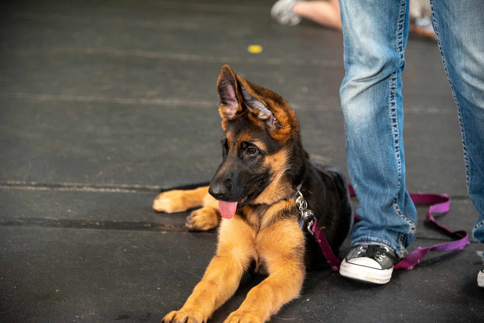 Carlson Canine Camp