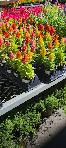 Home Improvement Store «The Home Depot», reviews and photos, 9890 N 90th St, Scottsdale, AZ 85258, USA