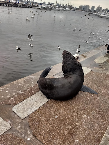 Puerto de Punta del Este - Maldonado