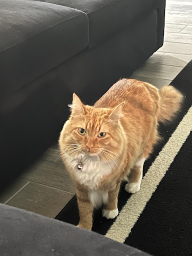 OC Animal Care image