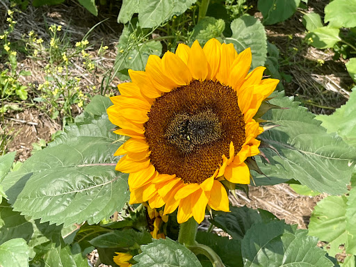 Fruit and Vegetable Store «Henley Farm», reviews and photos, 3513 Charity Neck Rd, Virginia Beach, VA 23456, USA
