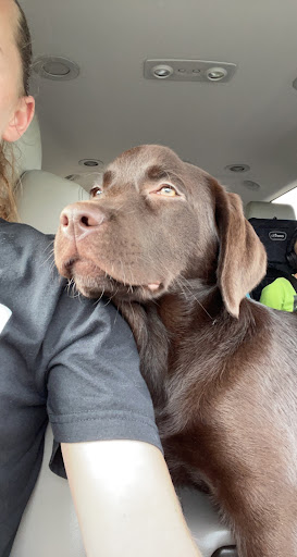 Pet Store «Petland», reviews and photos, 10289 Ulmerton Rd, Largo, FL 33771, USA