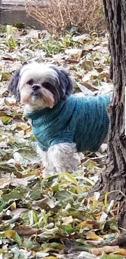 Pet Groomer «Go Pet Go», reviews and photos, 115 NE 91 St, Kansas City, MO 64155, USA