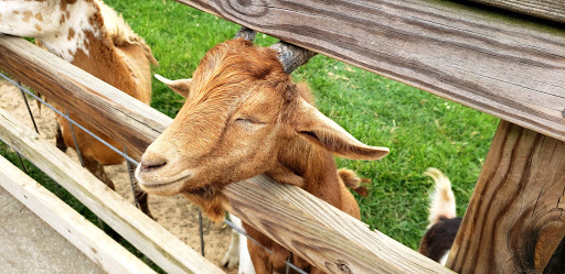 Zoo «Luray Zoo A Rescue Zoo», reviews and photos, 1087 U.S. 211, Luray, VA 22835, USA