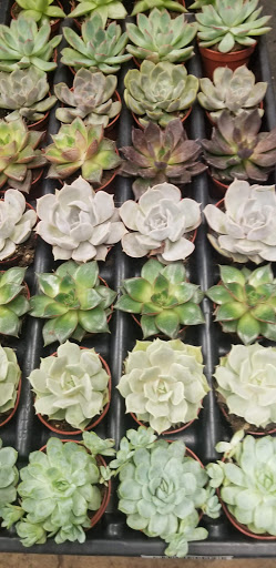 Florist «Sieck-Wright Floral Products», reviews and photos, 231 Monmouth St, Hightstown, NJ 08520, USA