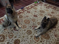 Hoof, Paw, and Claw Petsitting LLC - Photo 6 - Car repair in Spring, TX, The Woodlands